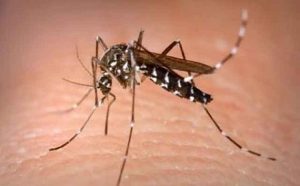 komarac-virus-zapadnog-nila-630