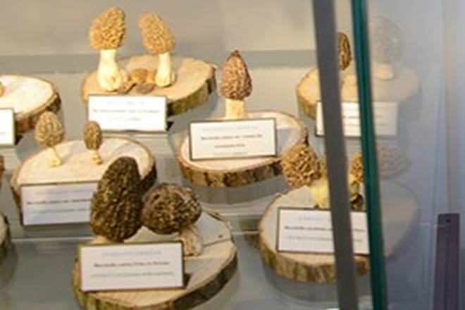 muzej-gljiva