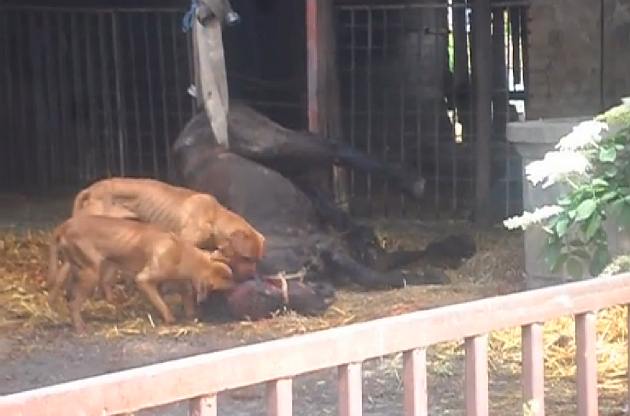 Stravičan prizor: Na farmi Mladog Jastreba psi trgali meso živog konja