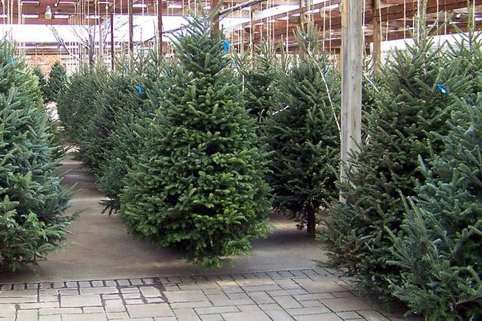 Božićna drvca - prodaja