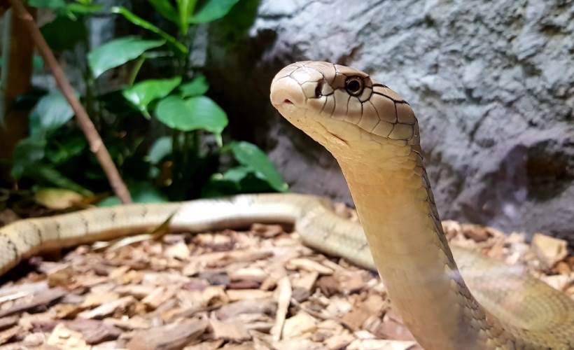U zagrebački Zoološki vrt stigla kraljevska kobra, prva u njegovoj povijesti