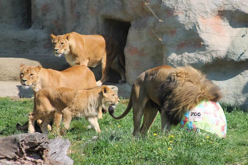 Zoološki vrt na Uskrsni ponedjeljak nudi bogat program za najmlađe posjetitelje