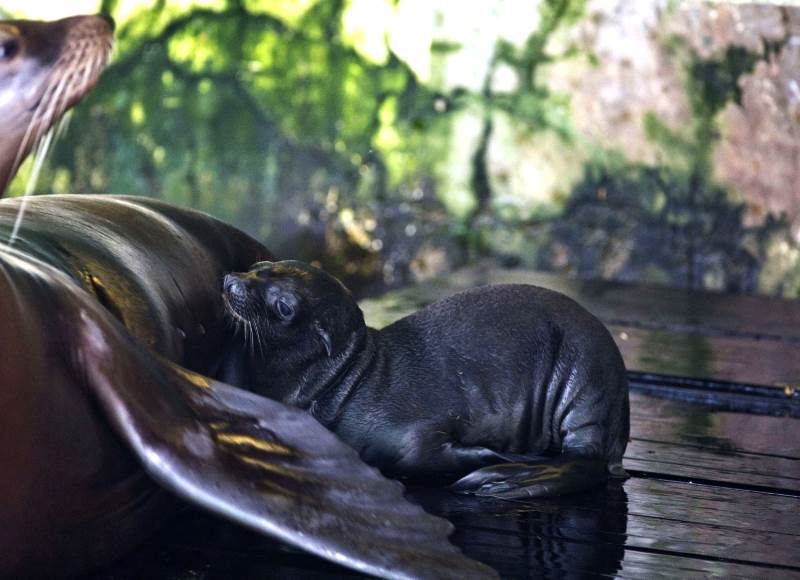 Dvije ljupke prinove u Zoo vrtu, u obiteljima alpaka i morskih lavova