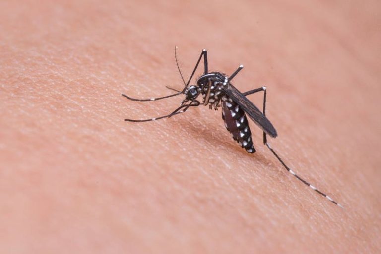 Komarac - komarci