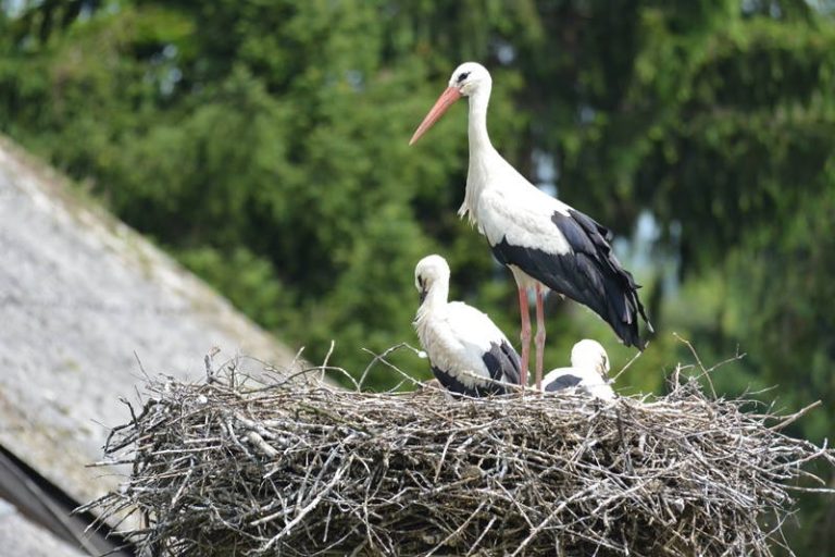 Danas je Dan roda, u Zagrebačkoj županiji zabilježeno je 265 gnijezda ove zaštićene ptičje vrste!