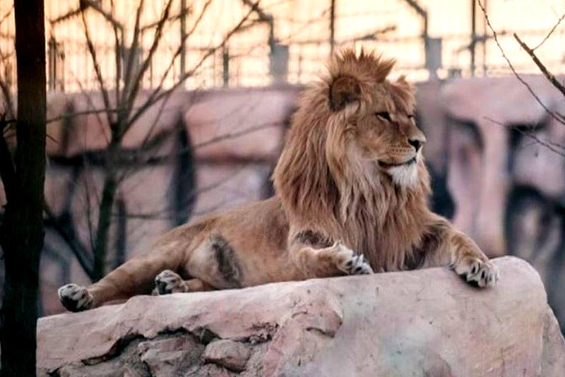 FOTO: Tri kćeri zagrebačkog lava Tume prava su atrakcija zoološkog vrta u Tuzli