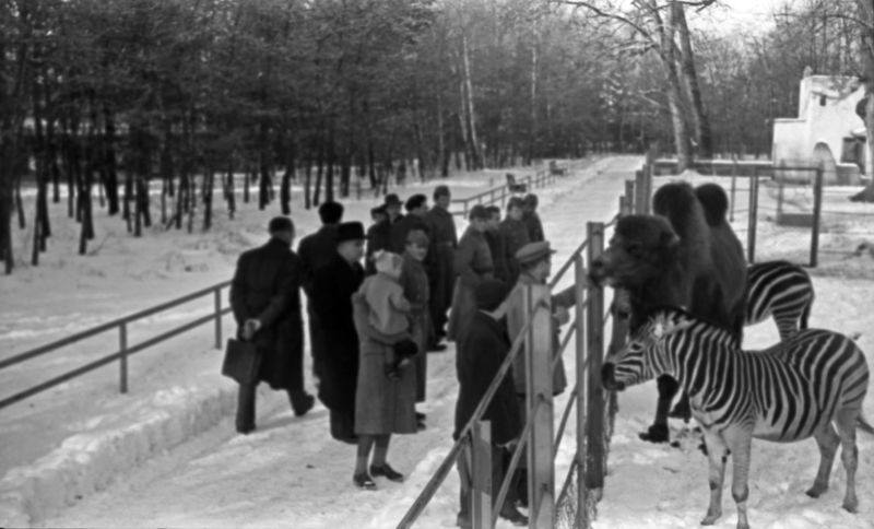 Zoološki vrt: Zebre, deve, timaritelji i posjetitelji, oko 1955.