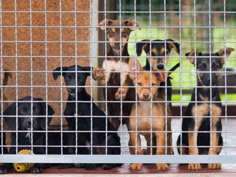 Kolovoz 2019. – mjesec s najviše udomljenih pasa u povijesti Skloništa u Dumovcu