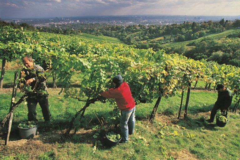 Beč je jedina metropola u svijetu u kojoj postoji ekonomski značajno vinogradarstvo