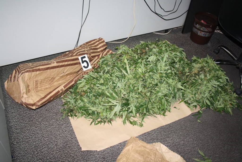 U Zaprešiću otkrivena “farma” indijske konplje, muškarac (50) priveden, zaplijenjeno 30 kg marihuane