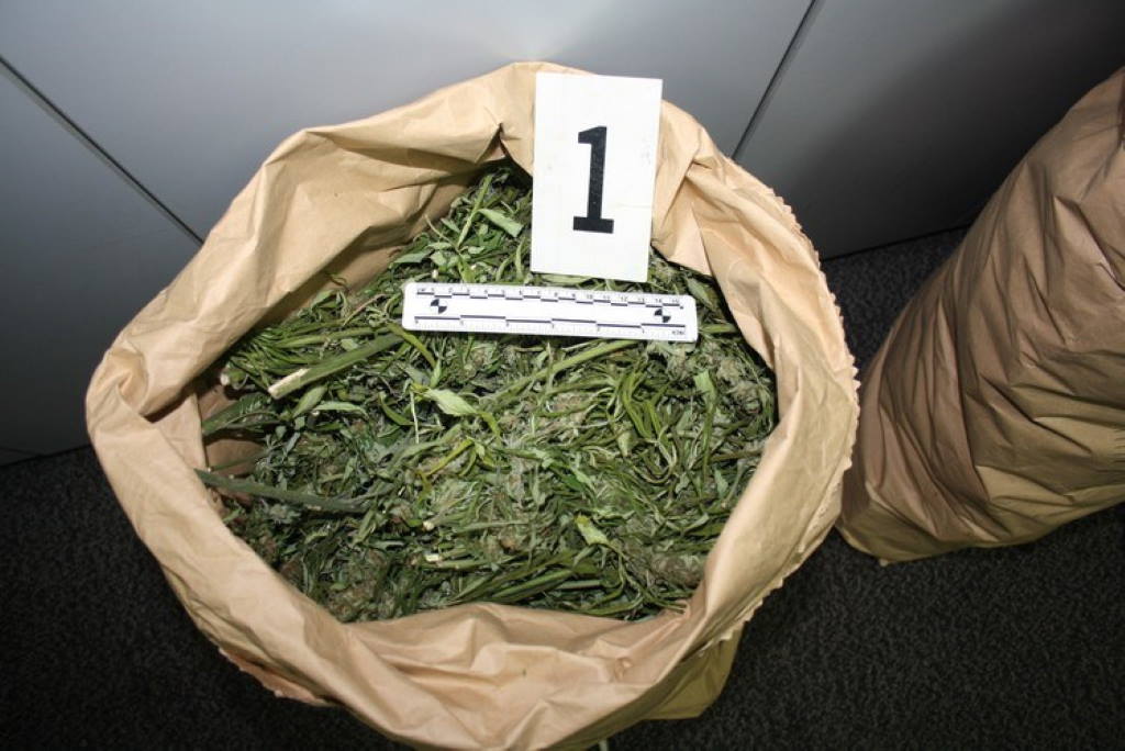 U Zaprešiću otkrivena “farma” indijske konplje, muškarac (50) priveden, zaplijenjeno 30 kg marihuane