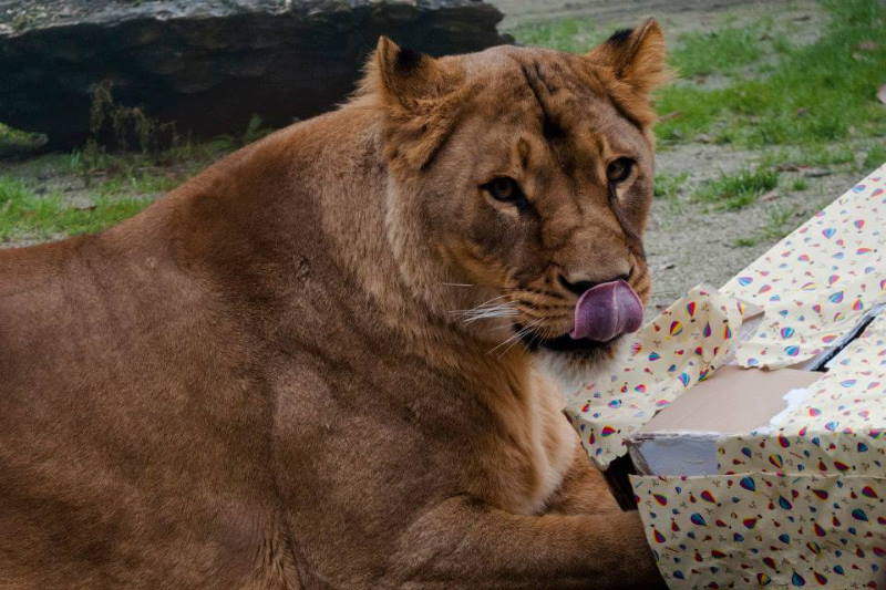 Na Štefanje životinjama u Zoološkom vrtu stižu šareni darovi, u podjeli mogu sudjelovati i posjetitelji