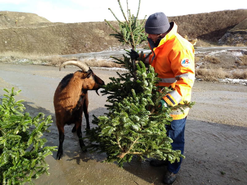 Građani Beča dobivaju struju i grijanje iz recikliranih božićnih drvaca