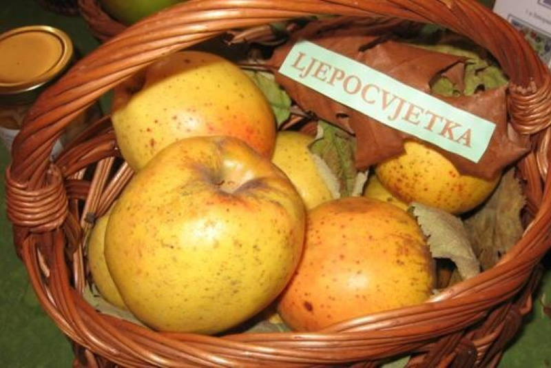 TRADICIONALNE VOĆNE VRSTE: Jedna sorta jabuke sa čak 25 naziva! Imate li je u svom dvorištu?