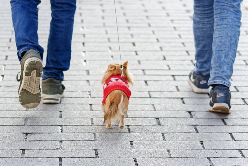 Pas - šetnja s psom