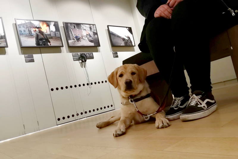 Muzej ratne fotografije otvorio vrata psima pomagačima [FOTO]