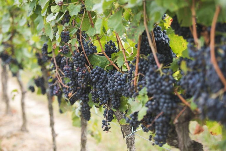 Kako će klimatske promjene utjecati na vinski sektor? Hoćemo li ostati bez tradicionalnih sorti?