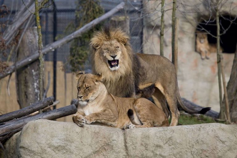 Dva lava u zagrebačkom Zoološkom vrtu zaražena koronavirusom!
