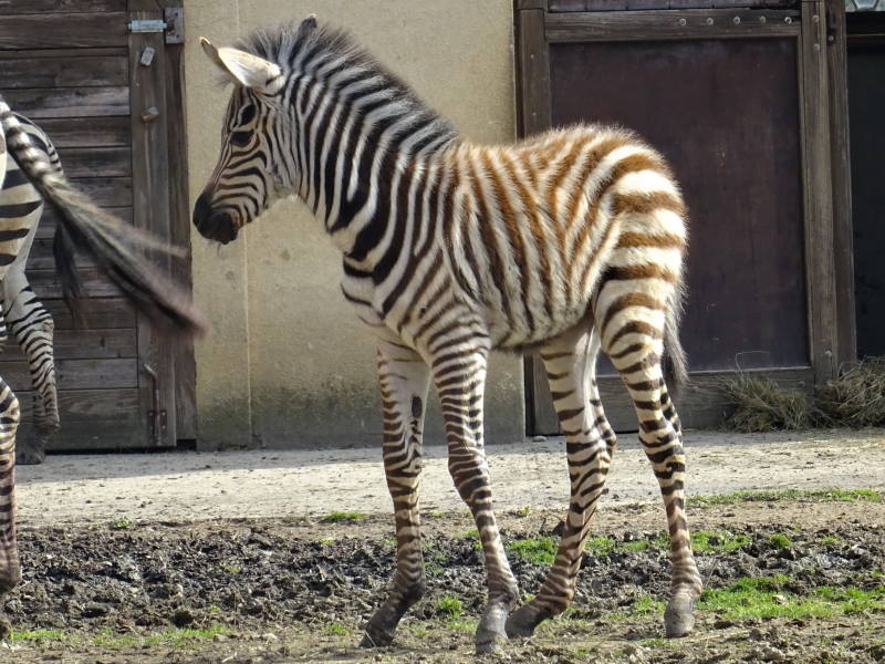 NOVI STANOVNIK ZOOLOŠKOG VRTA: Obitelj zebri dobila neodoljivo prugasto mladunče [FOTO]