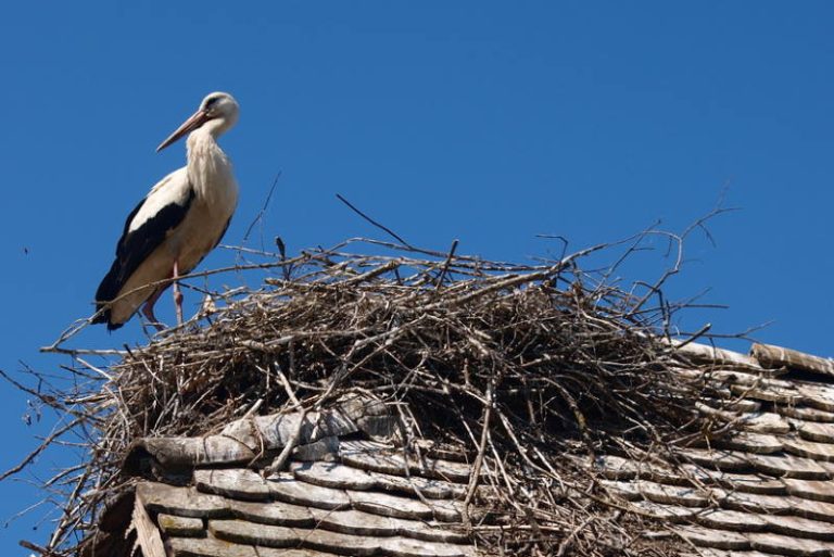 ČIGOČ, LONJSKO POLJE: U europskom selu roda sve je manje rodinih gnijezda