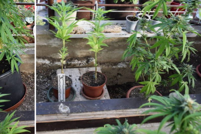 U STANU NA JARUNU policija je osim pitona dugačkog 5,5 metara pronašla i farmu marihuane!