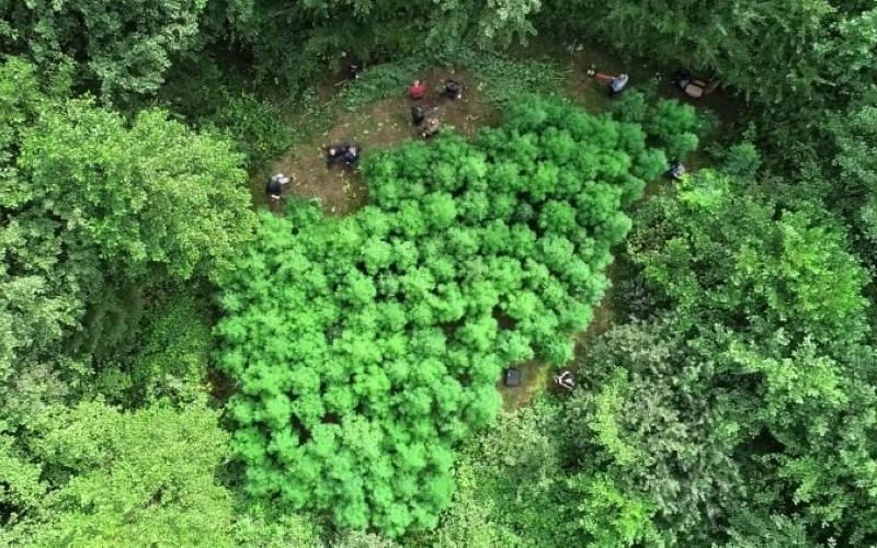 U šumi nedaleko od Zagreba policija otkrila plantažu marihuane! [VIDEO]
