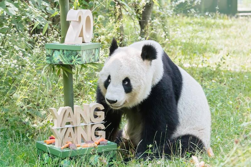 Velika panda iz bečkog zoološkog vrta proslavila 20. rođendan