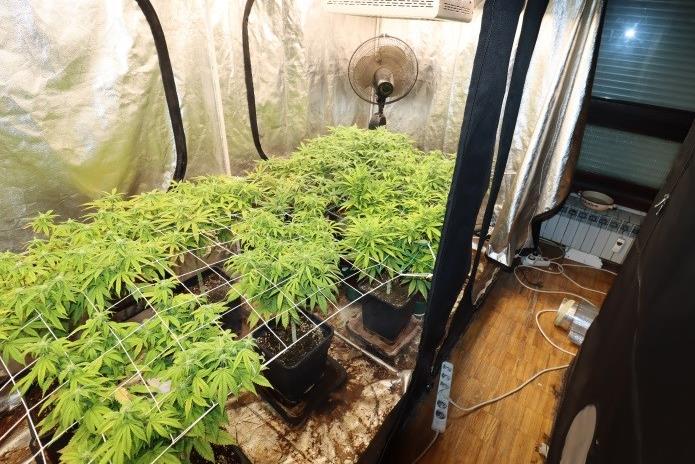 U stanu na Trešnjevci policija otkrila mini plantažu marihuane, 45-godišnji vlasnik je uhićen