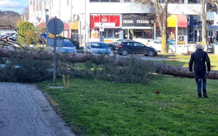 Prvi hrvatski doktor za drveće upozorava: Nevrijeme ne bi ovako čupalo stabla da se uvažava struka!