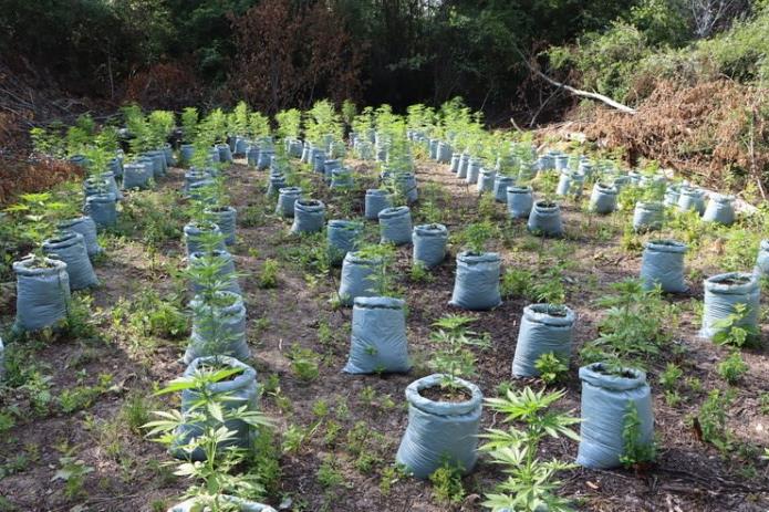 Policija u polju pronašla 160 stabljika marihuane, uhićen 45-godišnjak