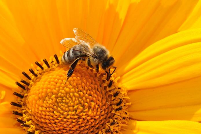 10 zanimljivosti o pčelama koje (sigurno) niste znali