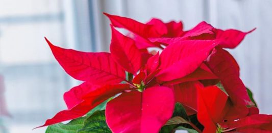 Božićna zvijezda (Poinsettia, Euphorbia pulcherrima)