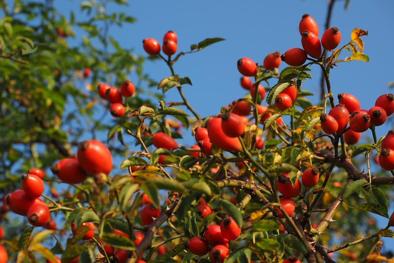 Šipak - Rosa canina